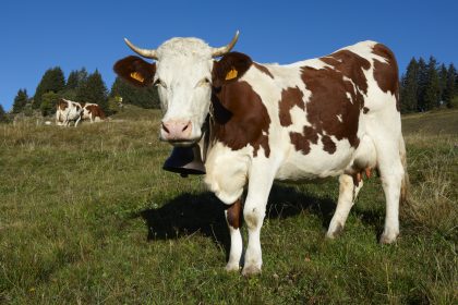 La vache donne plus de lait quand elle est contente - France Bleu